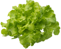 Hydroponic Product