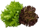 Hydroponic Product