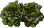 Hydroponic Product