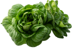 Hydroponic Product